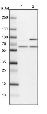 Western Blot: APPBP1 Antibody [NBP1-92163]