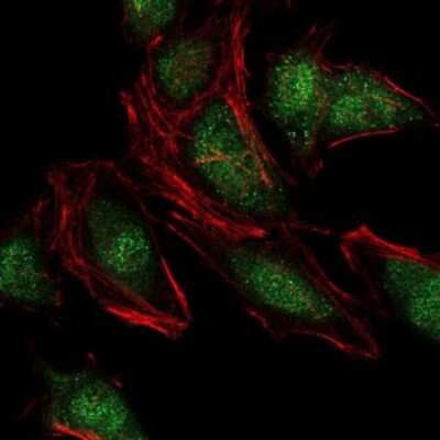 Immunocytochemistry/ Immunofluorescence: NEDD8 Antibody (5B8) - BSA Free [NBP2-37523]