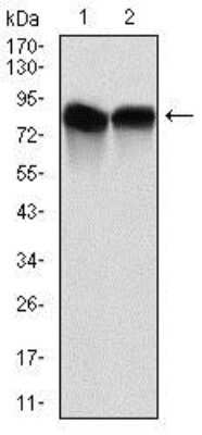 Western Blot: NEDD8 Antibody (5B8)BSA Free [NBP2-37523]