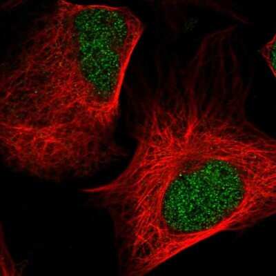 Immunocytochemistry/ Immunofluorescence: NEDD8 Antibody [NBP2-68758]