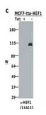 Western Blot: NEDD9/CASL/HEF1 Antibody (14A11)(82-398 aa) [NBP2-44192]