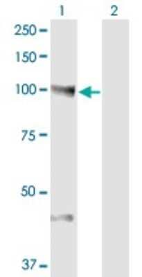 Western Blot: NEDD9/CASL/HEF1 Antibody (1B4) [H00004739-M01]