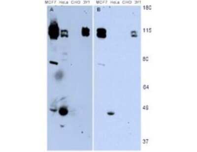 Western Blot: NEDD9/CASL/HEF1 Antibody (2G9)(82-398 aa) [NB100-1699]