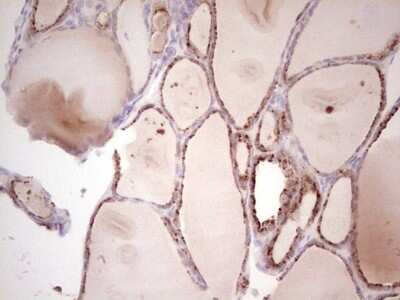Immunohistochemistry: NEDP1/SENP8 Antibody (OTI3E4) [NBP2-45761]