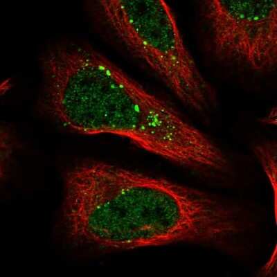 Immunocytochemistry/ Immunofluorescence: NEDP1/SENP8 Antibody [NBP1-85259]