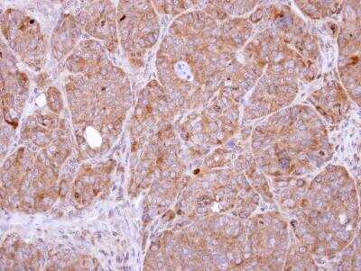 Immunohistochemistry-Paraffin: NEDP1/SENP8 Antibody [NBP1-31208]