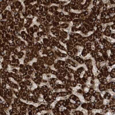 Immunohistochemistry-Paraffin: NEDP1/SENP8 Antibody [NBP1-85259]
