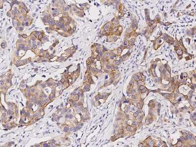 Immunohistochemistry-Paraffin: NEDP1/SENP8 Antibody [NBP2-98854]