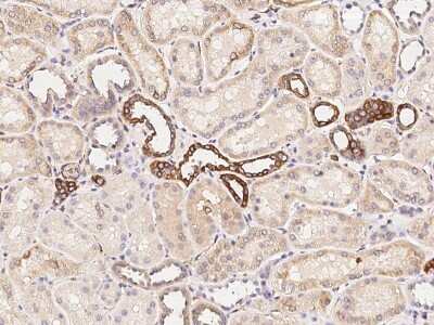 Immunohistochemistry-Paraffin: NEDP1/SENP8 Antibody [NBP2-98854]