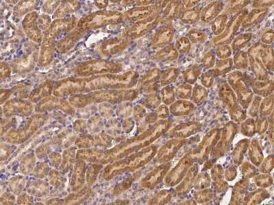 Immunohistochemistry-Paraffin: NEDP1/SENP8 Antibody [NBP2-98854]