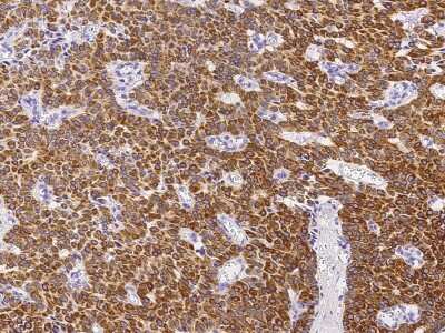 Immunohistochemistry-Paraffin: NEDP1/SENP8 Antibody [NBP2-98855]