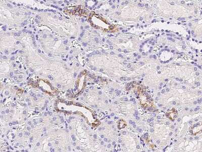 Immunohistochemistry-Paraffin: NEDP1/SENP8 Antibody [NBP2-98855]