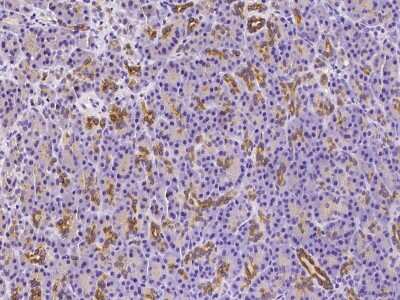 Immunohistochemistry-Paraffin: NEDP1/SENP8 Antibody [NBP2-98855]