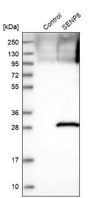 Western Blot: NEDP1/SENP8 Antibody [NBP1-85259]