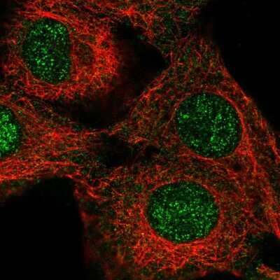 Immunocytochemistry/ Immunofluorescence: NEI3 Antibody [NBP2-56282]