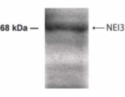 Western Blot: NEI3 AntibodyBSA Free [NB100-441]