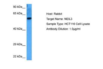 Western Blot: NEI3 Antibody [NBP2-85374]