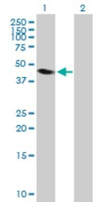 Western Blot: NEIL1 Antibody [H00079661-B01P]