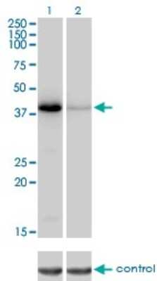 Western Blot: NEIL2 Antibody (1B7) [H00252969-M01]