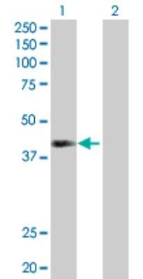 Western Blot: NEIL2 Antibody [H00252969-D01P]