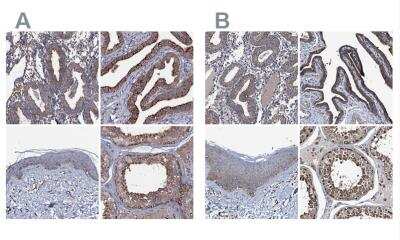 Immunohistochemistry-Paraffin: NEK1 Antibody [NBP1-82883]