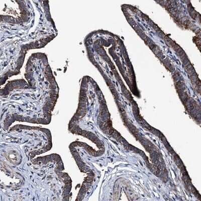 Immunohistochemistry-Paraffin: NEK1 Antibody [NBP1-82884]