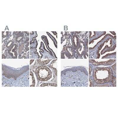 Immunohistochemistry-Paraffin: NEK1 Antibody [NBP1-82884]