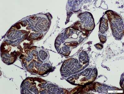 Immunohistochemistry-Paraffin: NEK1 Antibody [NBP1-82884]