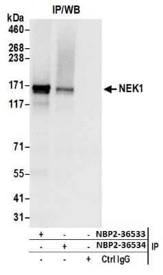 Immunoprecipitation: NEK1 Antibody [NBP2-36533]