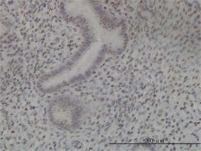 Immunohistochemistry-Paraffin: NEK11 Antibody (4E1-1F4) [H00079858-M01]