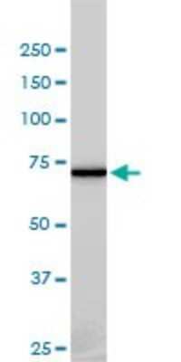 Western Blot: NEK11 Antibody (4E1-1F4) [H00079858-M01]