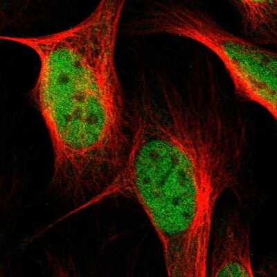 Immunocytochemistry/ Immunofluorescence: NEK11 Antibody [NBP1-83584]