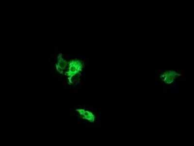 Immunofluorescence: NEK11 Antibody (OTI5D9) [NBP2-46140]