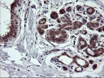 Immunohistochemistry: NEK11 Antibody (OTI5D9) [NBP2-46140]