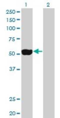 Western Blot: NEK2 Antibody (2F6) [H00004751-M01]