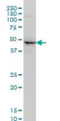 Western Blot: NEK2 Antibody (2F9) [H00004751-M02]