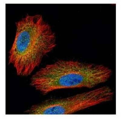 Immunocytochemistry/ Immunofluorescence: NEK2 Antibody [NBP2-19510]