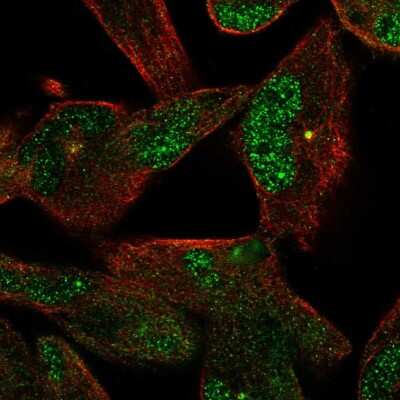 Immunocytochemistry/ Immunofluorescence: NEK2 Antibody [NBP2-57424]