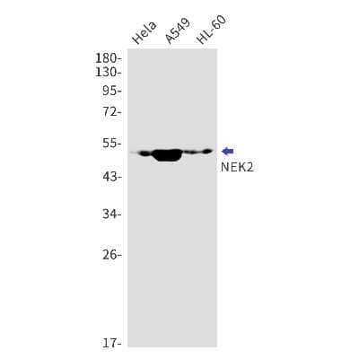 Western Blot: NEK2 Antibody (S03-3D8) [NBP3-15065]