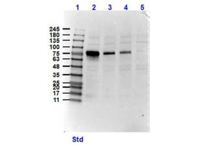 Western Blot: NEK2 Antibody [NBP1-78022]