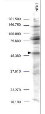 Western Blot: NEK2 Antibody [NBP1-78022]