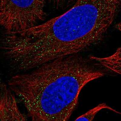 Immunocytochemistry/ Immunofluorescence: NEK4 Antibody [NBP2-68741]