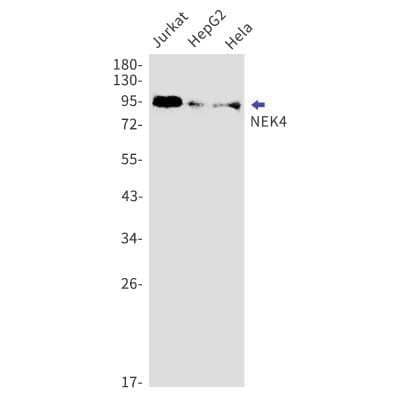 Western Blot: NEK4 Antibody (S09-1I1) [NBP3-15066]