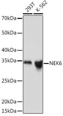 Western Blot: NEK6 Antibody (1V1X8) [NBP3-16215]