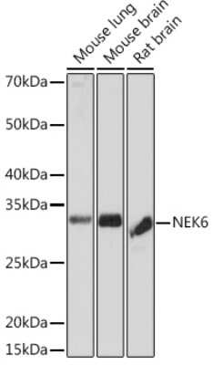 Western Blot: NEK6 Antibody (1V1X8) [NBP3-16215]