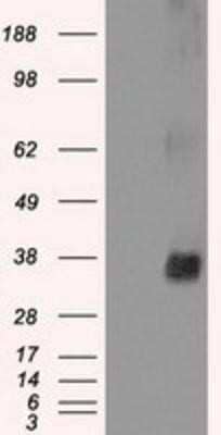 Western Blot: NEK6 Antibody (OTI5D7)Azide and BSA Free [NBP2-72938]