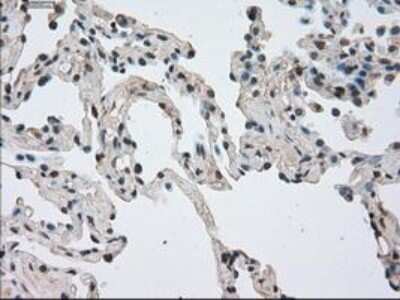 Immunohistochemistry-Paraffin: NEK6 Antibody (OTI5D7) [NBP1-47865]