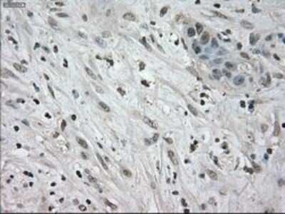 Immunohistochemistry-Paraffin: NEK6 Antibody (OTI5D7) [NBP1-47865]