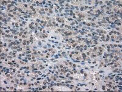 Immunohistochemistry-Paraffin: NEK6 Antibody (OTI5D7) [NBP1-47865]