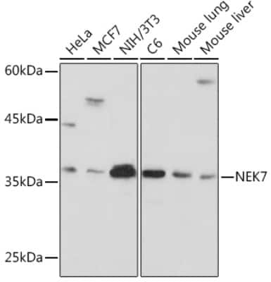 Western Blot: NEK7 Antibody (7Y3B10) [NBP3-15936]